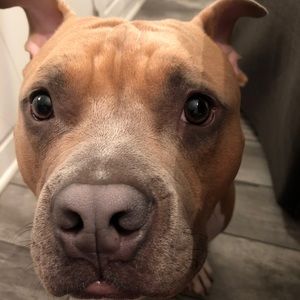 Meet your Posher, Pamea